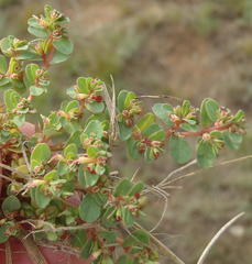 Euphorbia inaequilatera