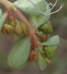Euphorbia inaequilatera