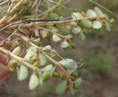 Euphorbia inaequilatera