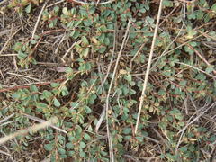 Euphorbia inaequilatera