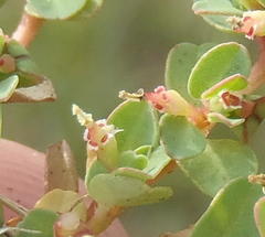 Euphorbia inaequilatera