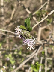 Ehretia rigida nervifolia