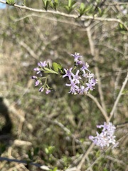 Ehretia rigida nervifolia