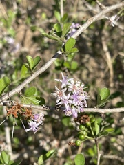 Ehretia rigida nervifolia