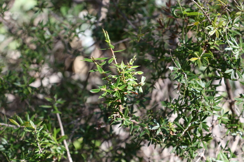 Image of Styphelia trichostyla by (c) Greg Tasney, some rights reserved (CC BY-SA)