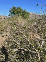 Ehretia rigida nervifolia