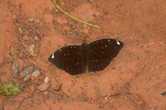Lexias albopunctata