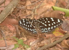 Lexias albopunctata