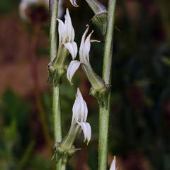 Cyphia phyteuma phyteuma