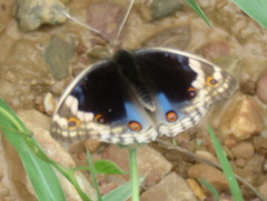 Junonia orithya ocyale
