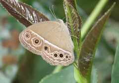Mycalesis intermedia