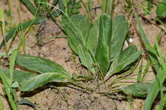 Cyphia phyteuma phyteuma