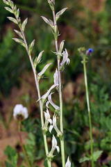 Cyphia phyteuma phyteuma