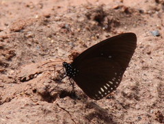 Euploea modesta modesta