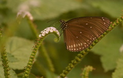 Euploea core godartii