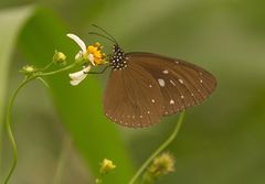 Euploea tulliolus ledereri