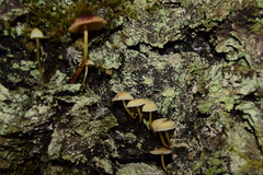 Mycena crocata
