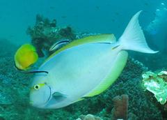 Acanthurus mata