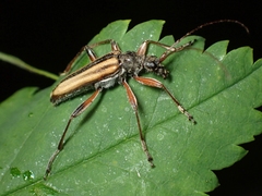 Cortodera longicornis