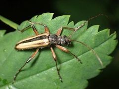 Cortodera longicornis