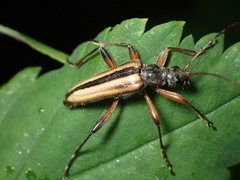Cortodera longicornis