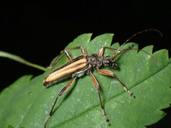 Cortodera longicornis