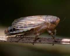 Streptanus aemulans