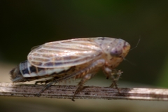 Streptanus aemulans