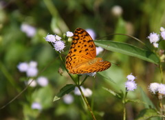 Phalanta phalantha phalantha