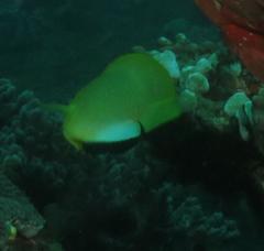 Apolemichthys trimaculatus