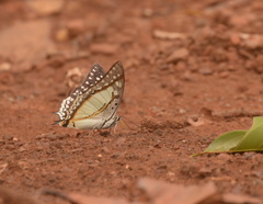 Polyura eudamippus