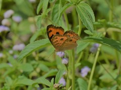 Junonia almana