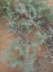 Indigofera oxytropis