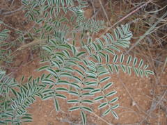 Indigofera oxytropis