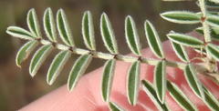 Indigofera oxytropis