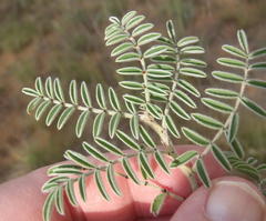 Indigofera oxytropis