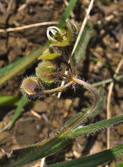 Asclepias bicuspis