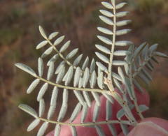 Indigofera oxytropis