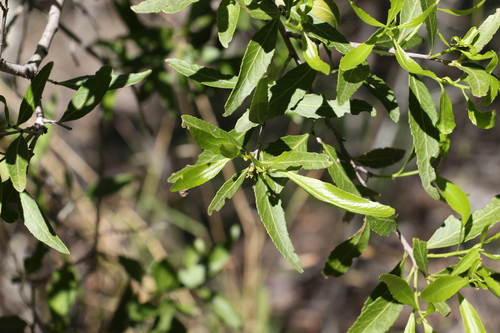 Image of Denhamia pittosporoides by (c) Greg Tasney, some rights reserved (CC BY-SA)