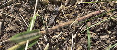 Asclepias bicuspis