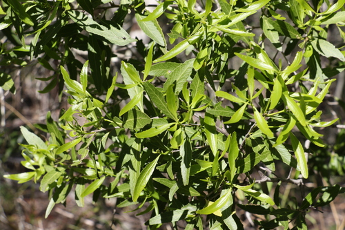 Image of Denhamia pittosporoides by (c) Greg Tasney, some rights reserved (CC BY-SA)