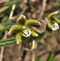 Asclepias bicuspis