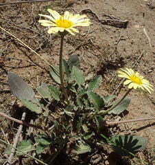 Haplocarpha lyrata