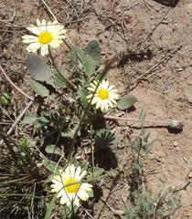 Haplocarpha lyrata