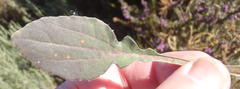 Haplocarpha lyrata