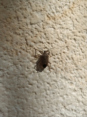 Apodiphus integriceps