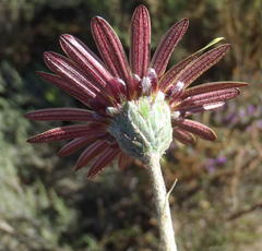 Haplocarpha lyrata