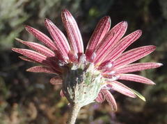 Haplocarpha lyrata