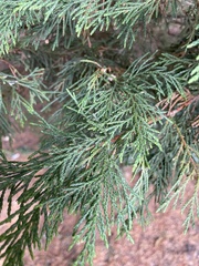Cupressus × leylandii