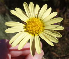 Haplocarpha lyrata